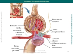 Diapositivo55