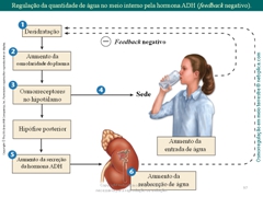 Diapositivo97