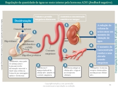 Diapositivo98