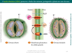 Diapositivo128