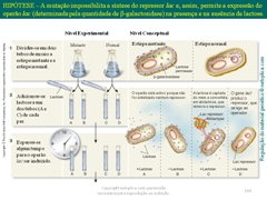 Diapositivo103