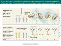 Diapositivo104