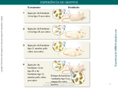 Diapositivo11