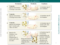 Diapositivo14