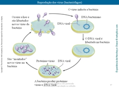 Diapositivo37