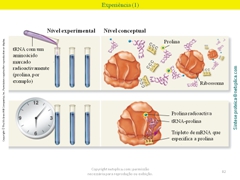 Diapositivo82