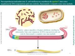 Diapositivo91