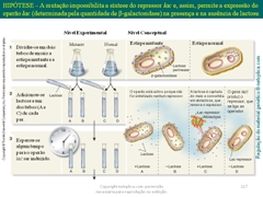 Diapositivo117