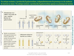 Diapositivo118