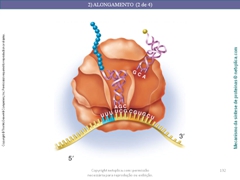 Diapositivo132