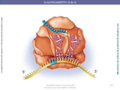 Diapositivo133