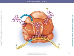 Diapositivo134