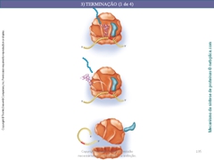 Diapositivo135