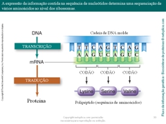 Diapositivo33