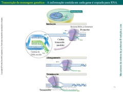 Diapositivo51