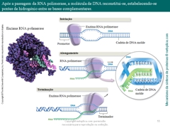 Diapositivo55