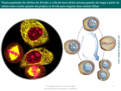 Diapositivo4