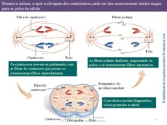 Diapositivo13