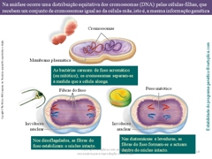 Diapositivo14