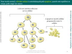 Diapositivo34