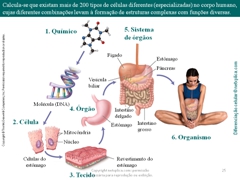 Diapositivo25