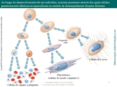 Diapositivo27