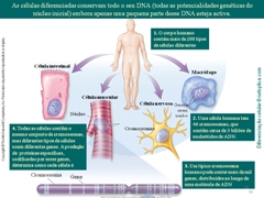 Diapositivo38