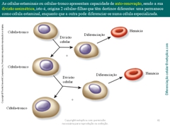 Diapositivo41