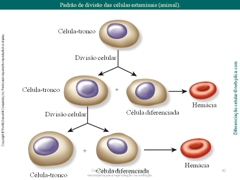 Diapositivo42