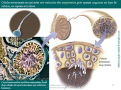 Diapositivo54