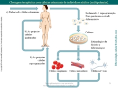 Diapositivo59