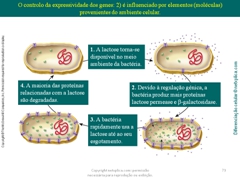 Diapositivo73