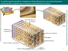 Diapositivo50