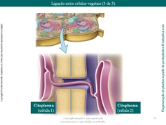 Diapositivo53