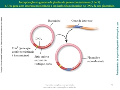 Diapositivo73