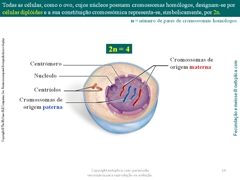 Diapositivo10