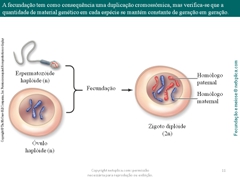 Diapositivo11