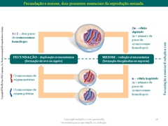 Diapositivo18