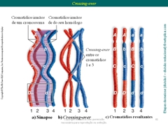 Diapositivo41