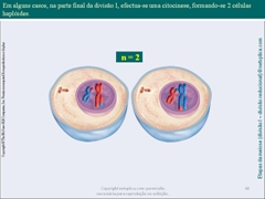 Diapositivo48