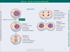 Diapositivo52