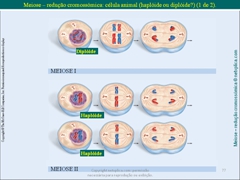 Diapositivo77