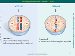 Diapositivo14