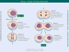 Diapositivo3