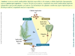 Diapositivo12