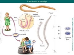 Diapositivo17