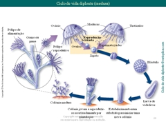 Diapositivo29