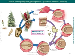 Diapositivo47