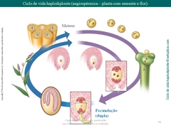 Diapositivo54