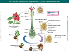 Diapositivo57